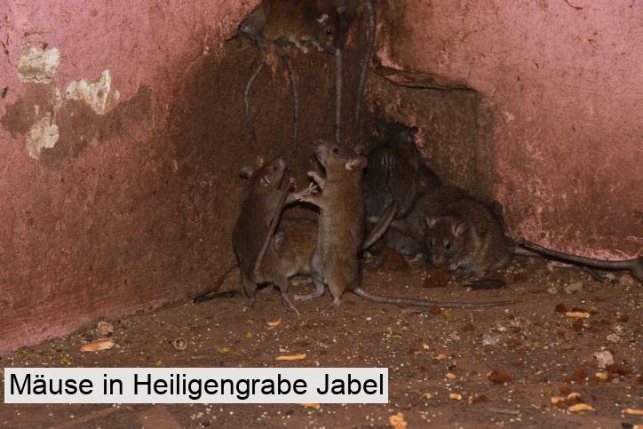 Mäuse in Heiligengrabe Jabel
